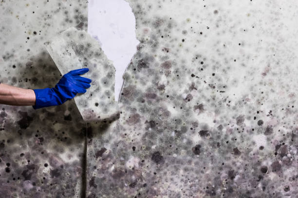 Best Mold Damage Repair  in La Huerta, NM