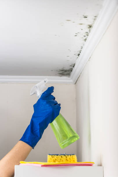 Best Emergency Mold Removal  in La Huerta, NM